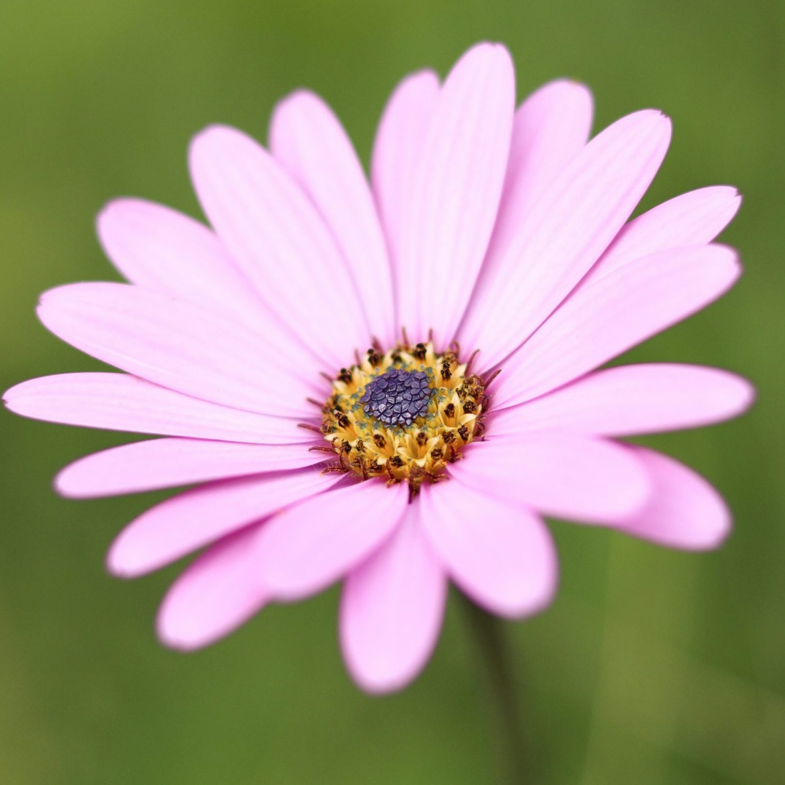 Fleur carre scaled e1713946450432